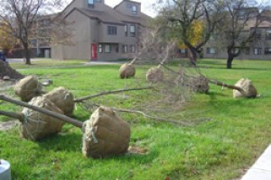 Four Ways Landscape Design Can Benefit Your Home 