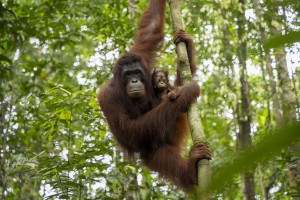 Just one of many orangutan released into the wild with International Animal Rescue, YIARI and BKDSA