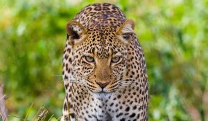 leopard spotted on safari to tanzania jpg