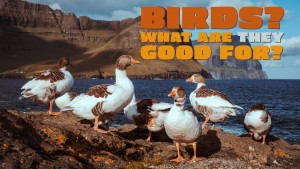 Birds? What Are They Good For? video slate