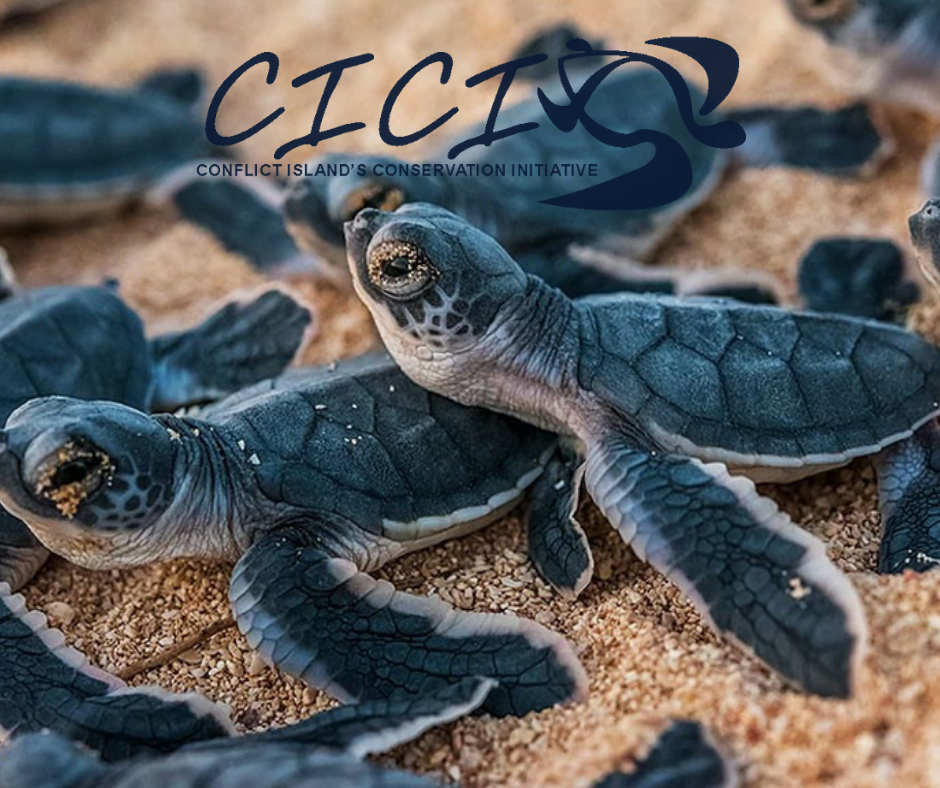 Conflict Island Conservation Iniataive Conflict Island Conservation Iniataive