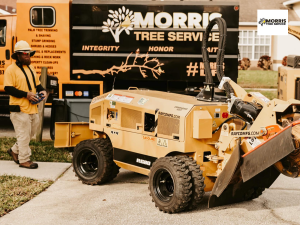 holiday tree removal