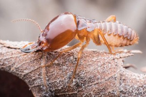 Signs of Timber Pest Infestation