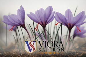 Blooming Saffron Flowers in Natural Fields – Viora Saffron Essence