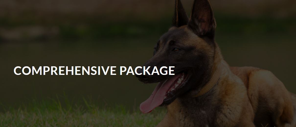 The Driven Dog High-Energy Dog Trainer Transforms Canine Behavior