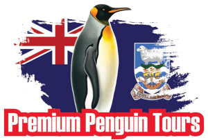 Premium Penguin Tours