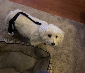 dog knee brace5