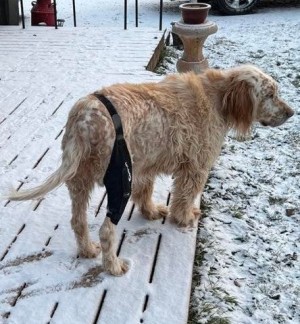dog knee brace8