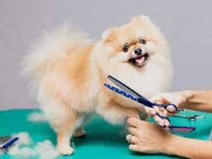 pet grooming alfalah 600x450