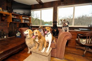 happy dogs in happy home environment