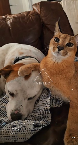 Caracat and dog — proof of the breed’s affectionate and social nature.