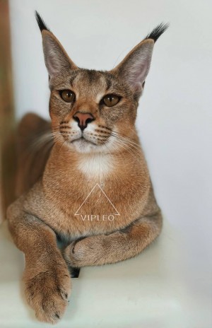 Close-up of an adult Caracat F1 — muscular, elegant, and wild-looking.