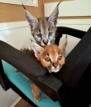 Two Caracat F1HP kittens — classic and silver color, both bred at VIPLEO.