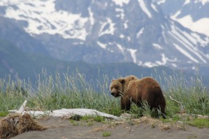 alaska bear viewing trips