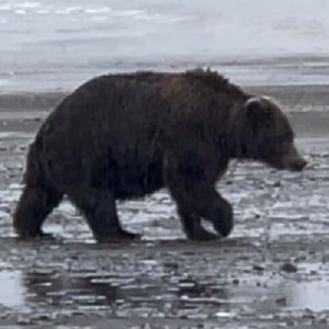 bear viewing alaska