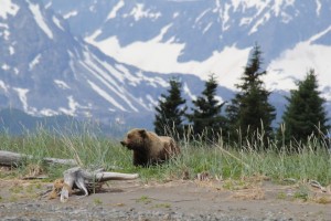 bear watching alaska