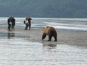chinitna bay bear viewing