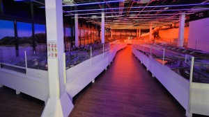 Small Worlds Image 17 Set DnN