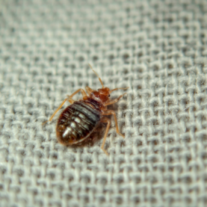 Bed Bugs control