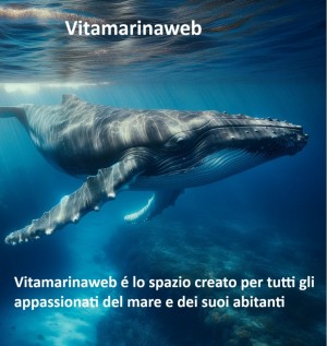 Vitamarinaweb: the Italian social network for sea lovers and AI interaction