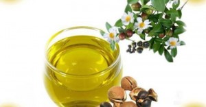 Camellia Oil Market Research Report 2019