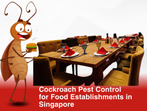 Cockroach Pest Control Singapore | Call ORIGIN Today