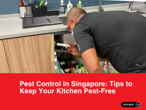Pest control in Singapore | Call Now