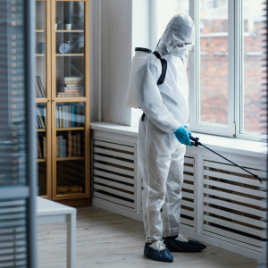 Reliable Bed Bug Removal
