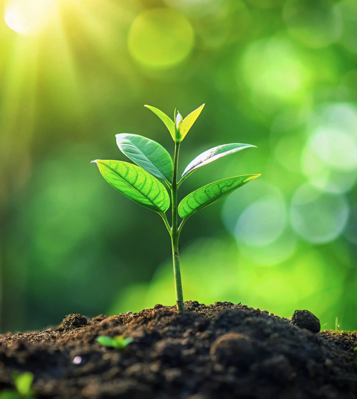 Green Ammonia Decarbonizes Fertilizer Production to Reduce Agricultures Impact Green Ammonia Decarbonizes Fertilizer Production to Reduce Agricultures Impact