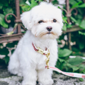 Find Adorable Puppies