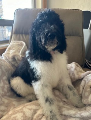 Bernedoodle