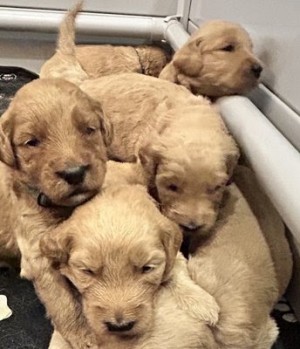 Goldendoodles Puppies