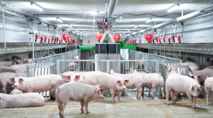 Three Engines Drive Rapid Economic Growth: Gangnan District, Guigang City, Guangxi, Delivers Mid-Year Economic Report