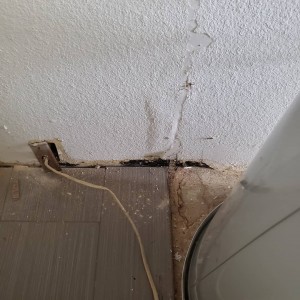 Kauai mold remediation services