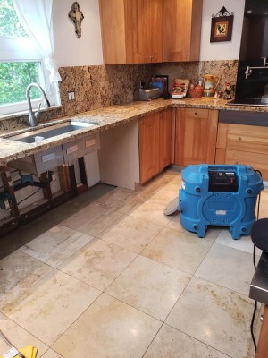 mold remediation company