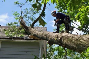 top end tree removal 5
