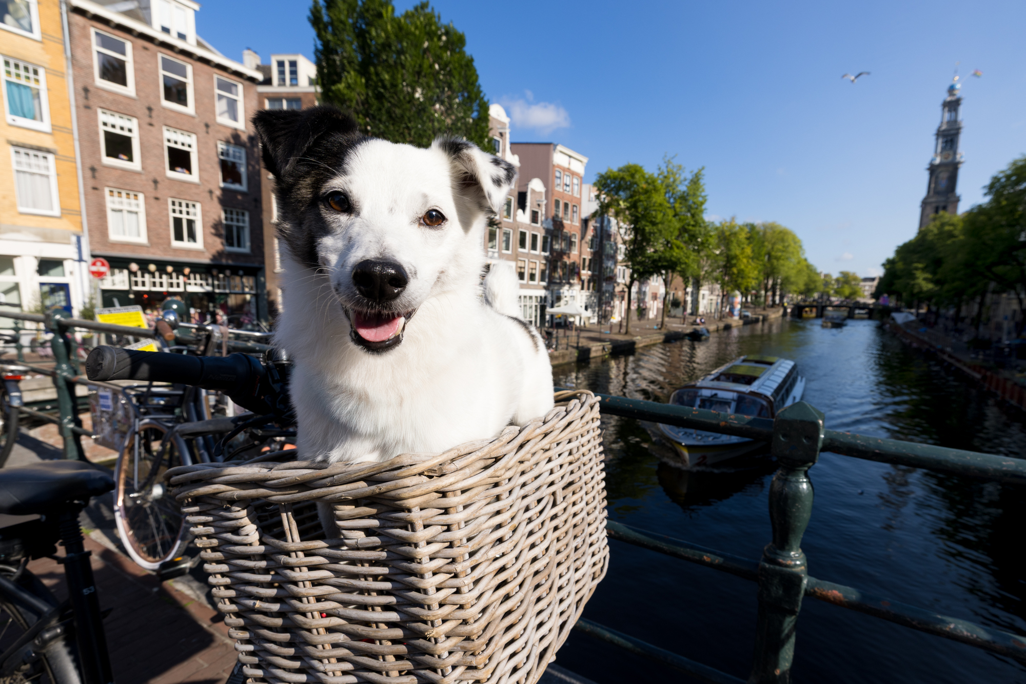 Michel photographing Cadillo and Coco with owner Carolina De Luna in Amsterdam