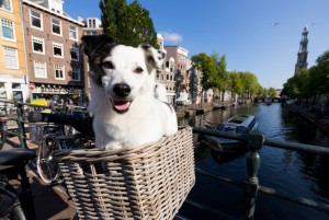 Michel photographing Cadillo and Coco with owner Carolina De Luna in Amsterdam.
