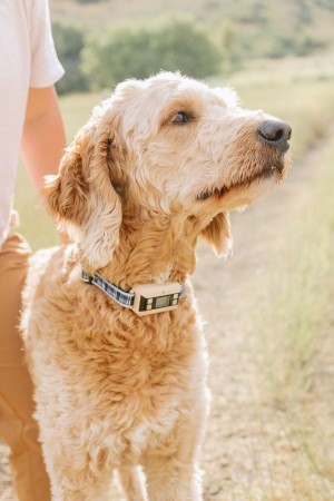 PawTronic Introduces Advanced GPS Dog Fence Collars