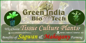 Why Choose Tissue Culture Plants