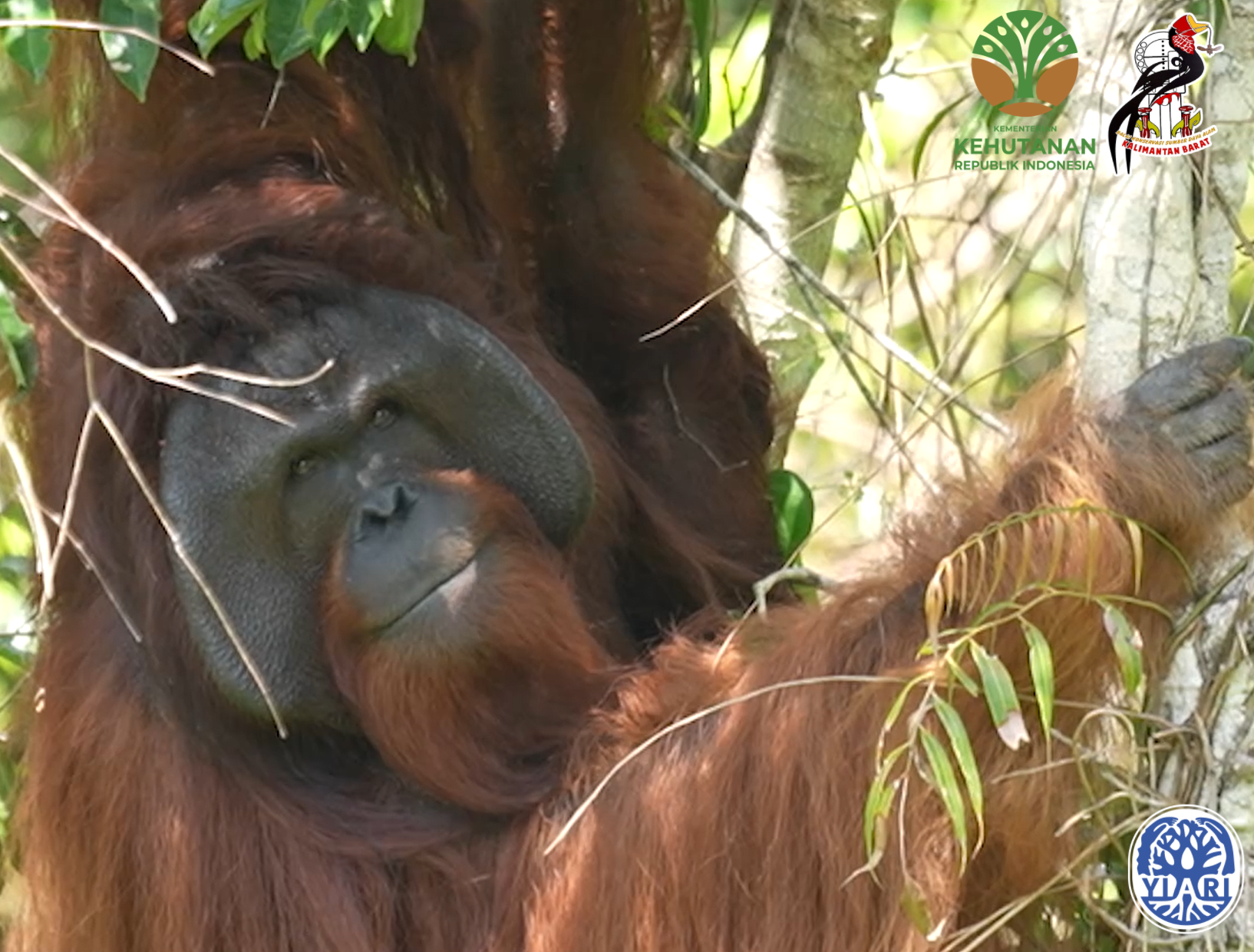 Ministry of Forestry West Kalimantan BKSDA YIARI and International Animal Rescue