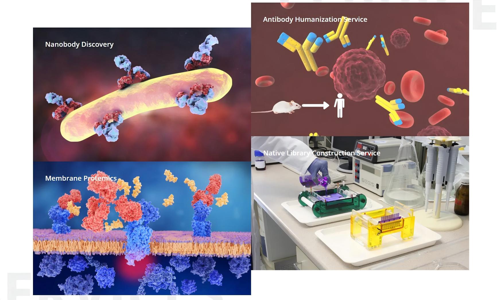 China Top Protein Antibody Manufacturer China Top Protein Antibody Manufacturer