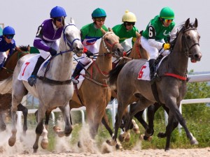 Young colt horses in racing