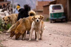 Street Dogs of Cusco Kickstarter Campaign