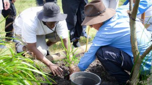 Brisbane with  Bulimba Creek Catchment Committee did  tree planting and nursery tasks