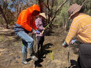 Planted 3,900 seedlings at Thornlie and Martin Riverpark