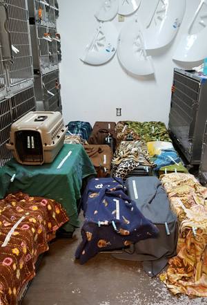 Overcrowded Vet Clinic