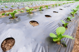 Agricultural Polyethylene PET Plastic Mulch Film