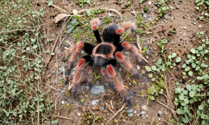 Exotics Unlimited product image