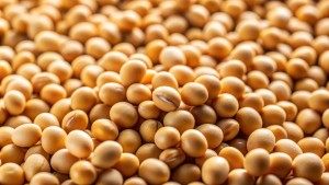 Agraprime Soybean Harvested